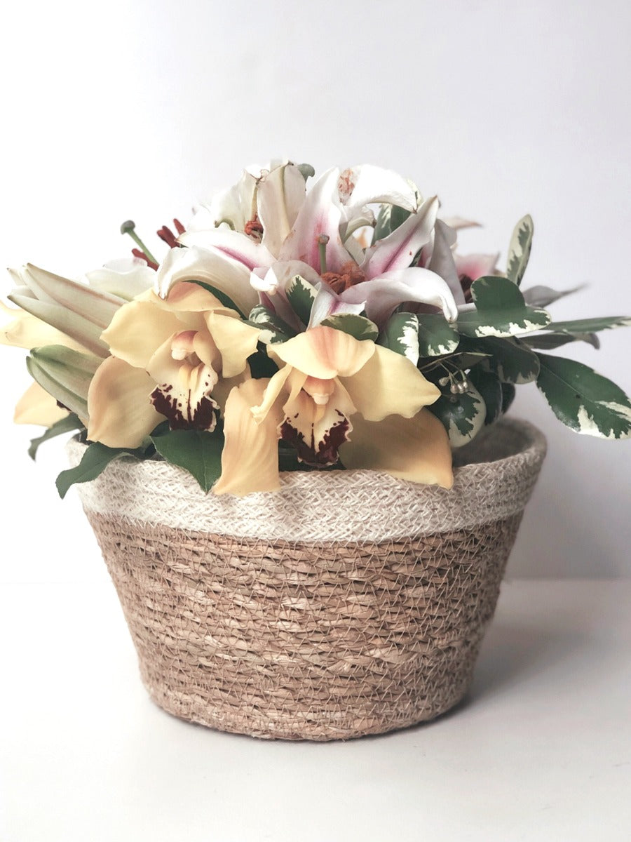 Savar Plant Bowl (Set of 3) - MalloryAndHolland